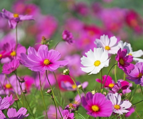 Cosmos Flowers