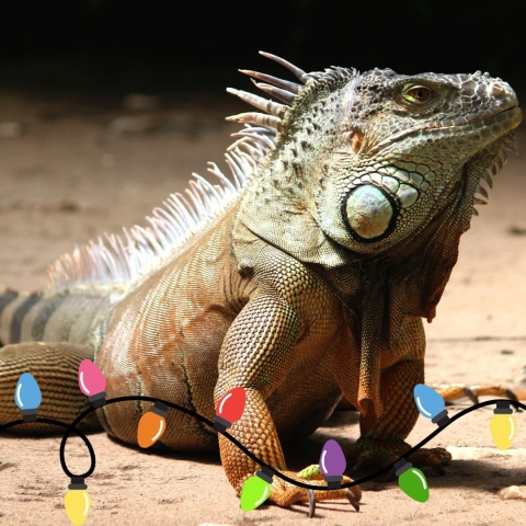 Iguana with Christmas lights