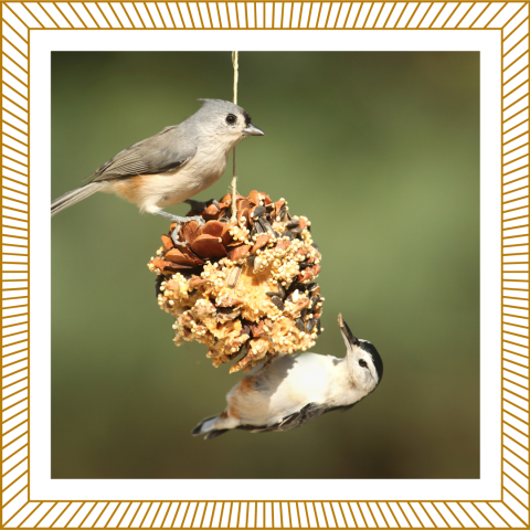 birds eating sunflower butter and birdseed in a gold frame