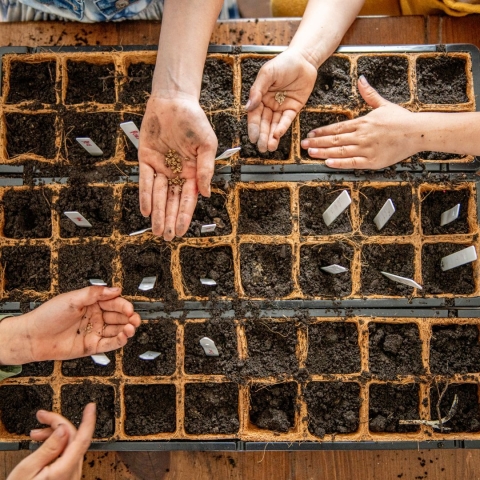 Propagating seeds in small pots