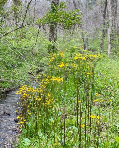 Trace Pitman Greenway creek with lush green plants and tall yellow flowers