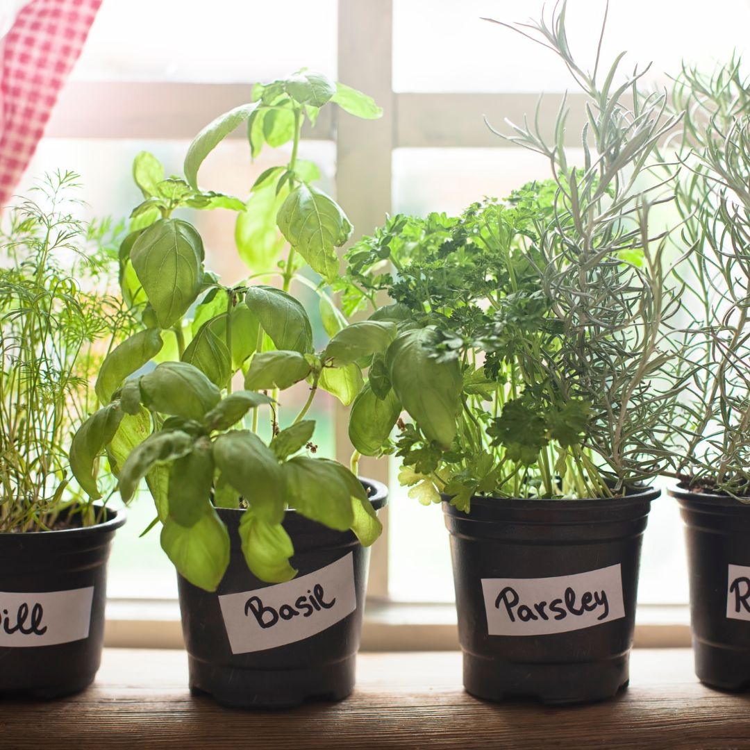 Kaleidoscope Gardening - growing herbs inside