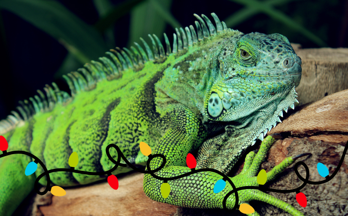 Green iguana on a rock with Christmas lights